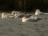 Caspian Gull at Paglesham Lagoon (Steve Arlow) (78952 bytes)